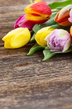 çok renkli Lale yığını