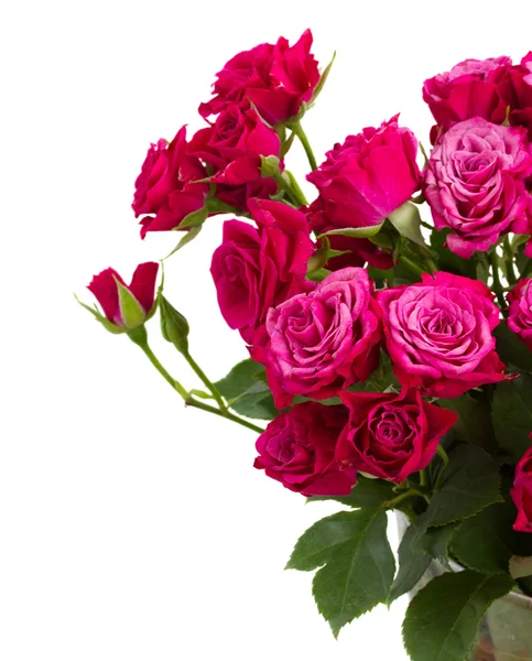 Massa färska lila rosor — Stockfoto