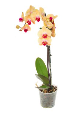 Orange  orchid branch clipart