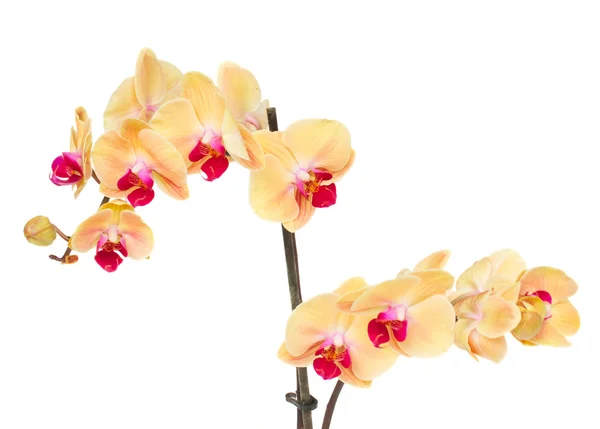 Oranje orchid branch — Stockfoto