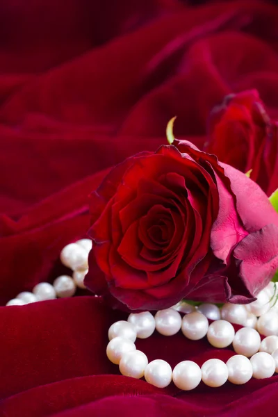 Rose rosse su velluto — Foto Stock