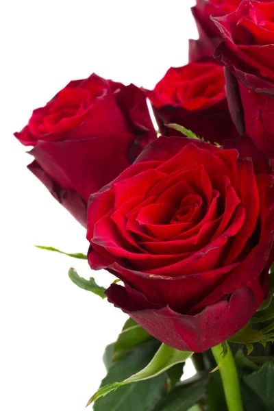 Scarlet red roses — Stock Photo, Image