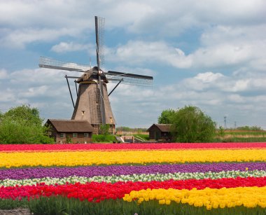 Lale üzerinde bir Hollanda Yeldeğirmeni