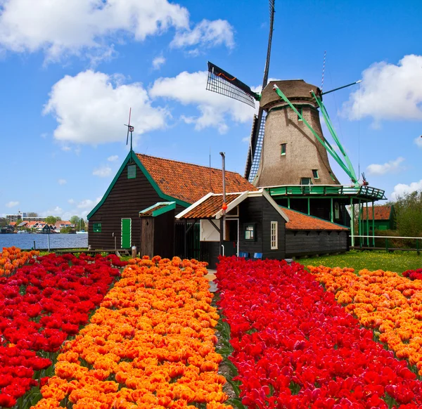 Un mulino a vento olandese sui tulipani — Foto Stock