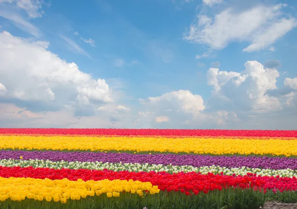 Campos de tulipanes amarillos holandeses en día soleado — Foto de Stock