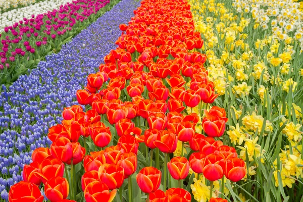 Campo de tulipas e narcisos da Holanda — Fotografia de Stock