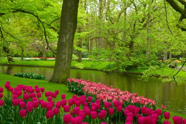 bahar bahçe içinde keukenhof, Hollanda