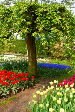 Yeşil ağaç bahar bahçe ile