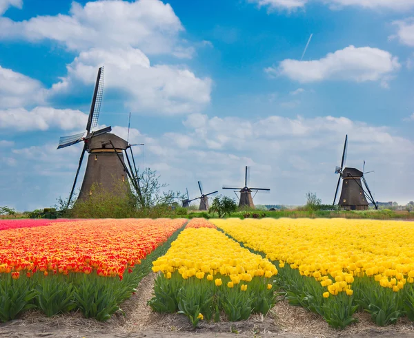 Moinhos de vento holandeses sobre tulipas — Fotografia de Stock