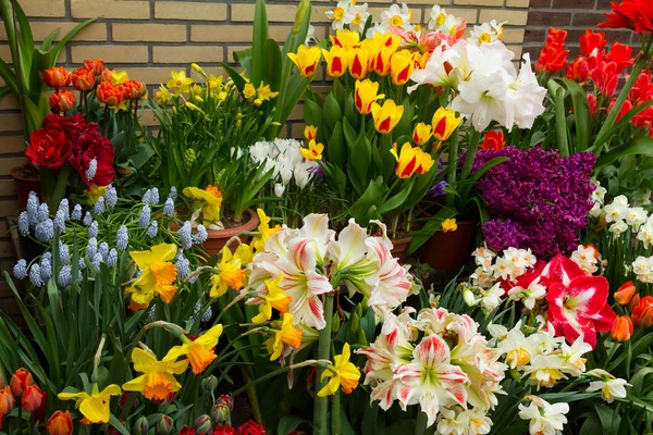 Renkli çiçek mağazası — Stok fotoğraf