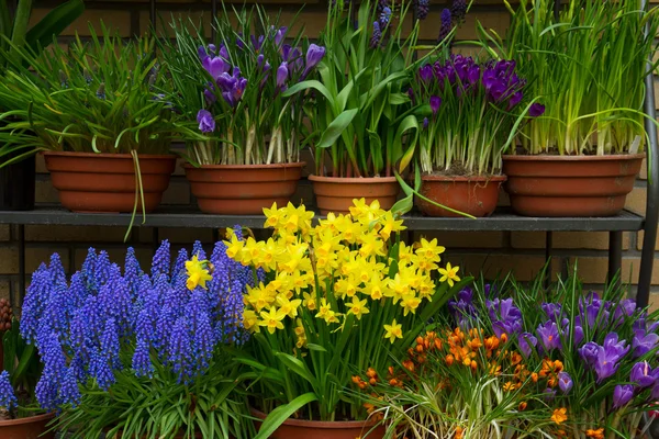 Farbenfroher Blumenladen — Stockfoto