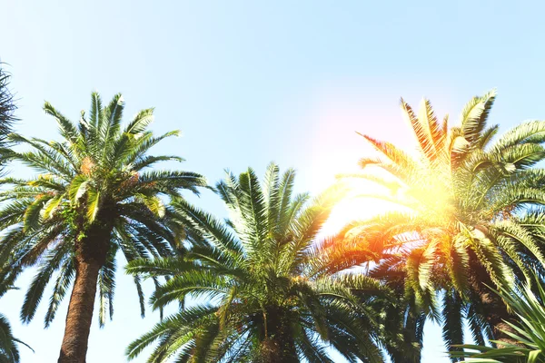 Palm tree — Stock Photo, Image