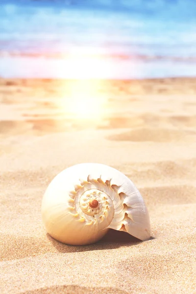 Sea shell — Stockfoto