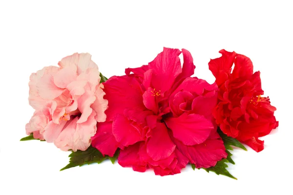 Borda de flores de hibisco coloridas — Fotografia de Stock