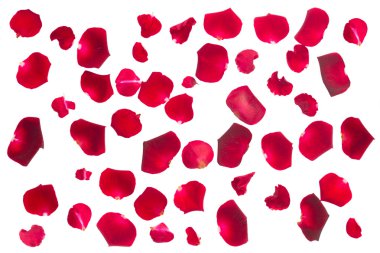 crimson  rose petals