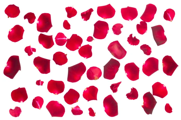 Crimson  rose petals — Stock Photo, Image