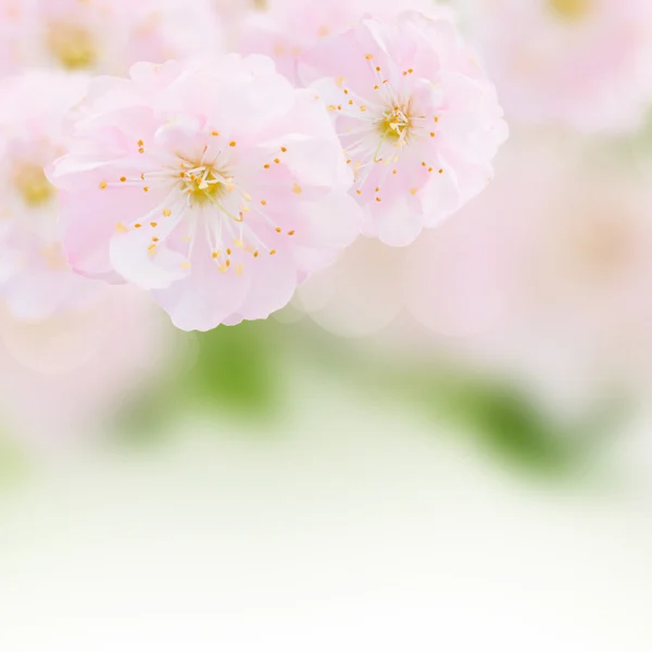 Cherry Flowers in green garden — Stock Photo, Image