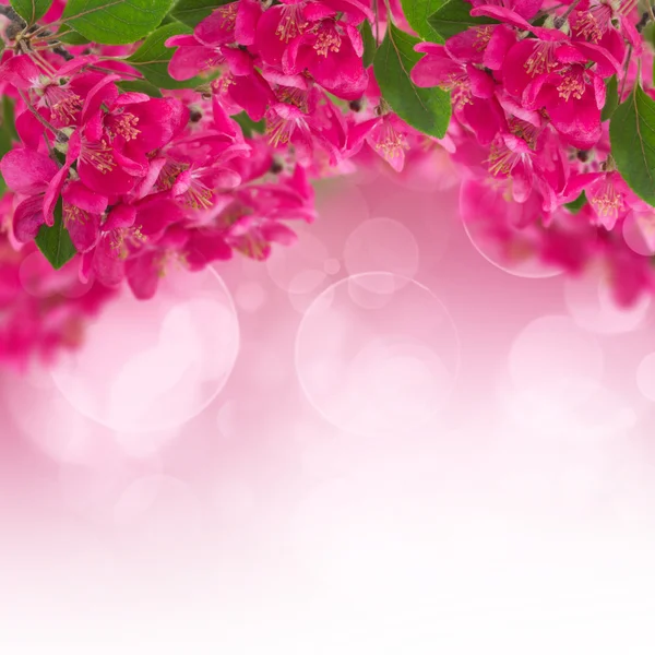 Prune en fleurs Fleurs sur fond de ciel — Photo
