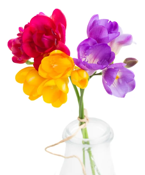 Flores freesia azul, rosa e amarelo — Fotografia de Stock