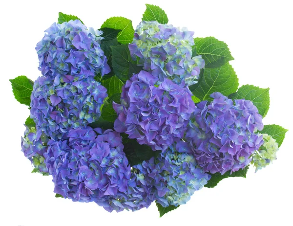 Granica niebieskich kwiatów hortensji — Zdjęcie stockowe