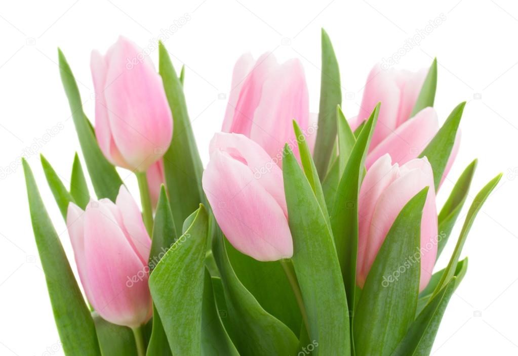 bouquet of    tulip flowers