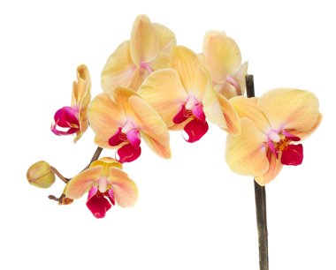 Turuncu orkide şube