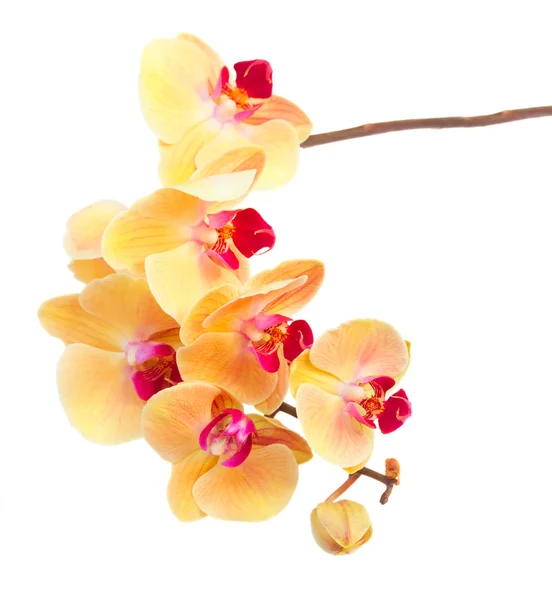 Oranžový orchidej větev — Stock fotografie