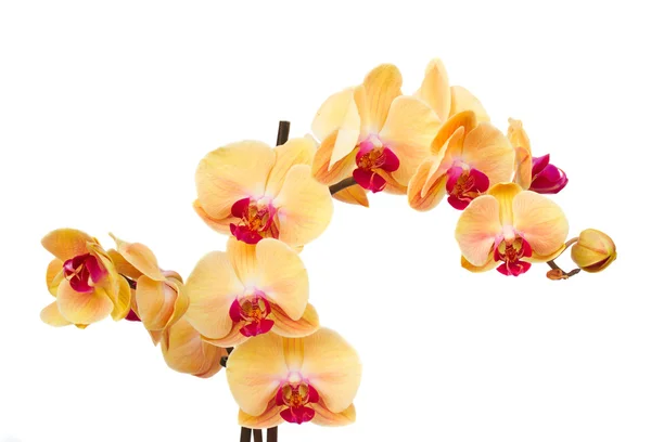 Orange orchid filial — Stockfoto