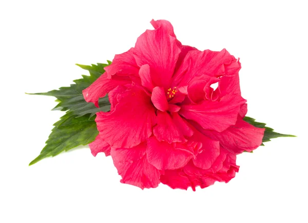 Border of colorful hibiscus flowers — Stock Photo, Image