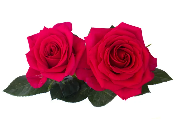 Twee donker roze rozen — Stockfoto