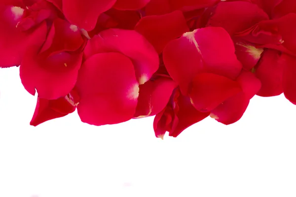 Borde de rosas de jardín rojas rosadas frescas —  Fotos de Stock