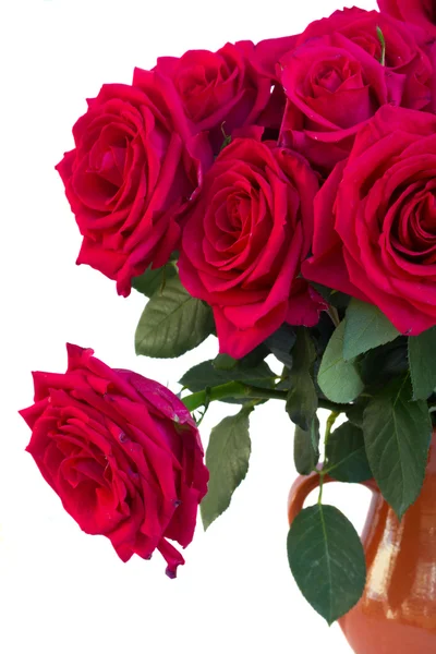 Dunkelrosa Rosen aus nächster Nähe — Stockfoto