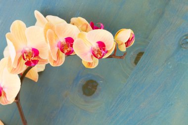 Turuncu orkide şube