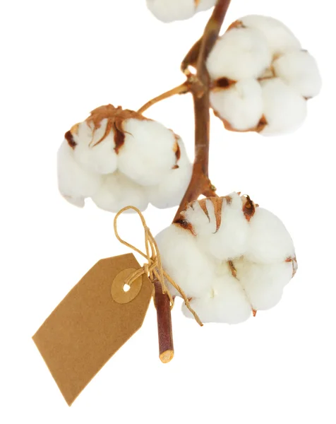 Cotton plant over white background — Stock Photo, Image