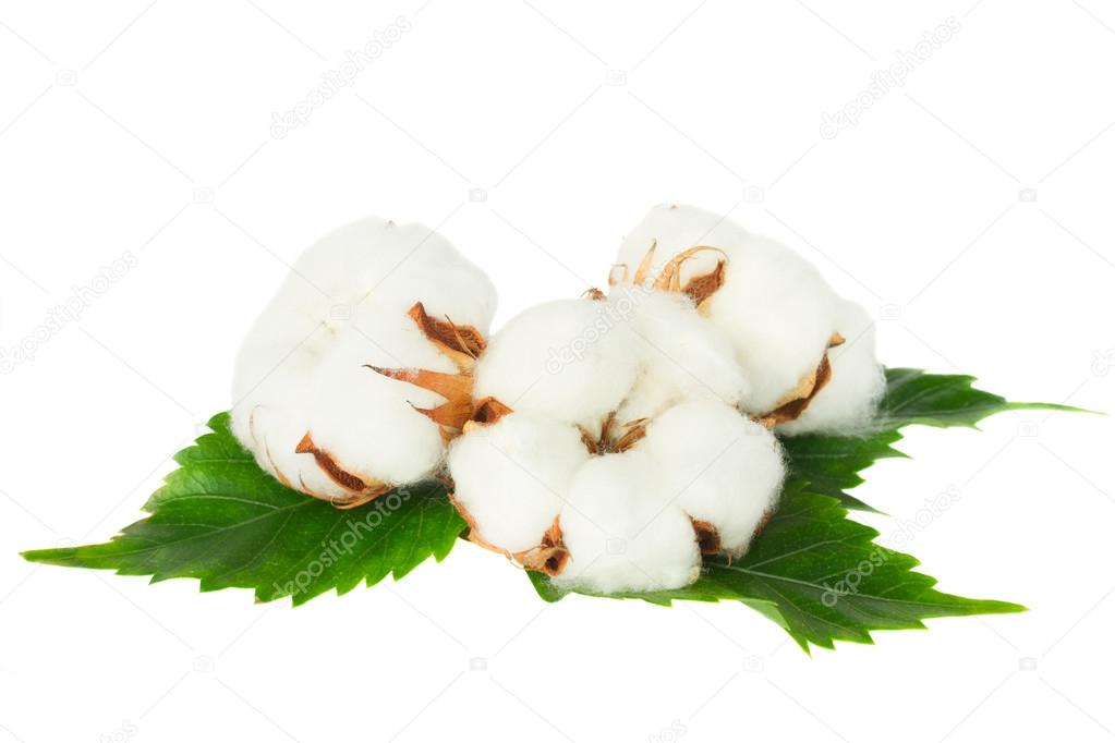 Three cotton plant buds