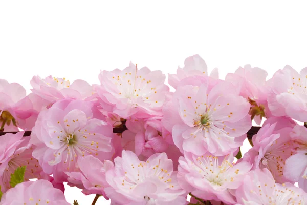 Blühender rosa Baum Blumen — Stockfoto