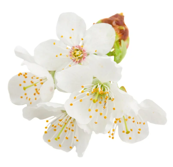Цветущие цветы яблони — стоковое фото
