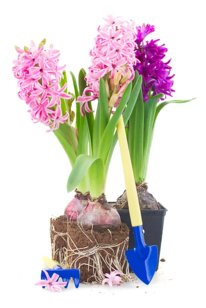 Gardening tools with hyacinth — Stock Photo, Image