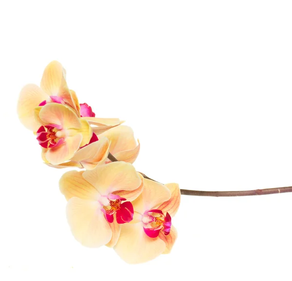 Oranžový orchidej větev — Stock fotografie