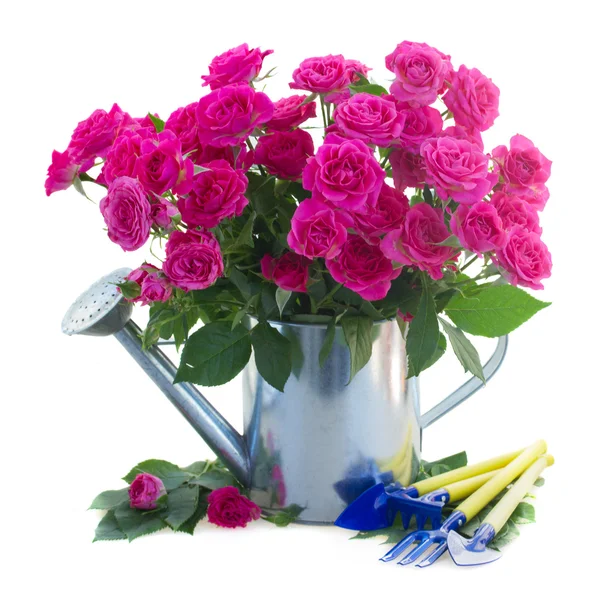 ガーデニング ツールとピンクのバラの花 — ストック写真