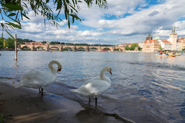 Hattyúk, háttérben a Károly híd — Stock Fotó