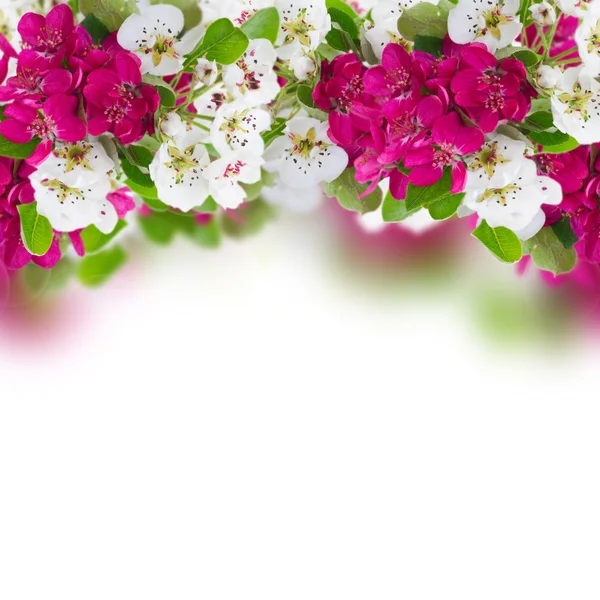 Florecimiento Manzana y cerezo Flores — Foto de Stock