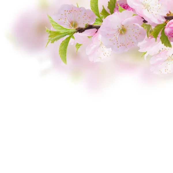 Blühender rosa Baum Blumen — Stockfoto