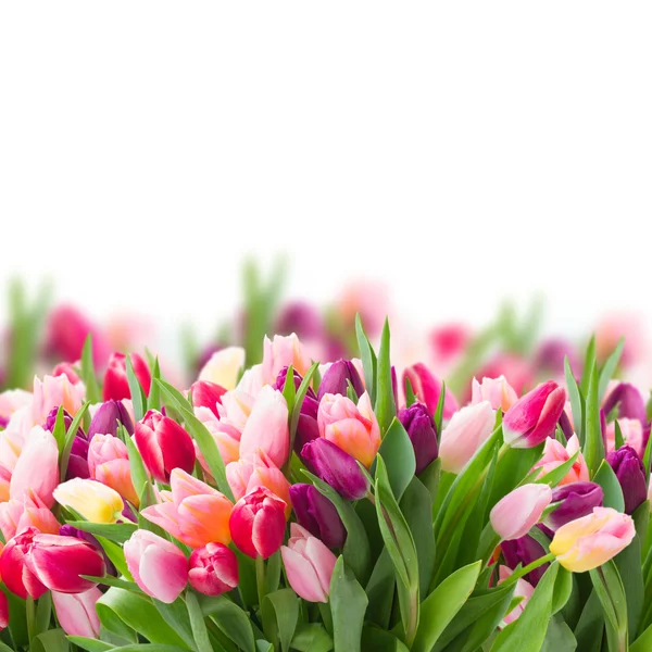 Pink and violet tulips — Stock Photo, Image