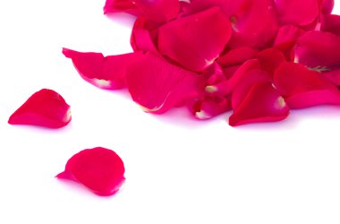 taze pembe kırmızı bahçe gül