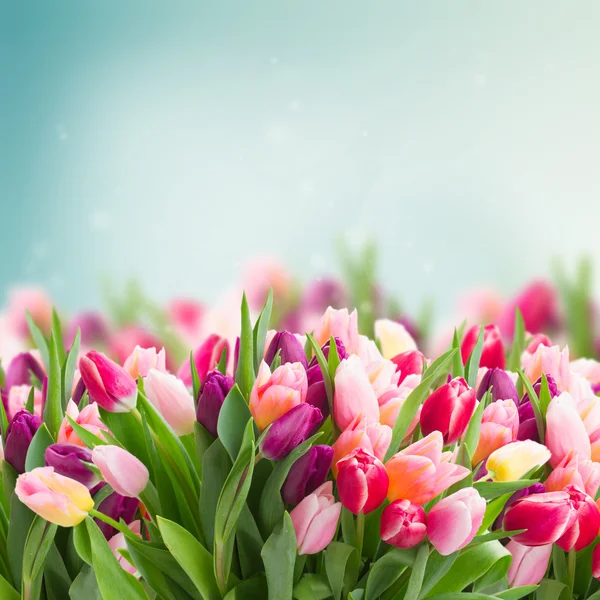 Bos van roze tulpen — Stockfoto