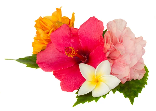 Πολύχρωμο hibiscus τα λουλούδια — Φωτογραφία Αρχείου