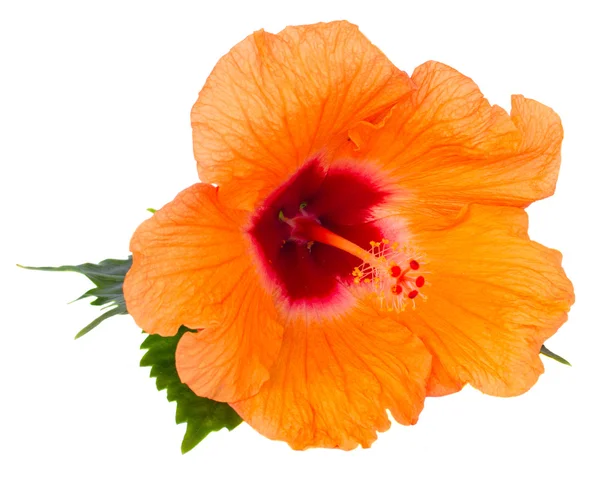 Kwiat pomarańczowy z hibiscus — Zdjęcie stockowe