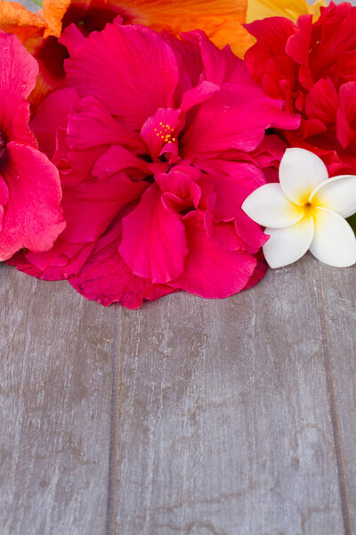 border of colorful hibiscus flowers