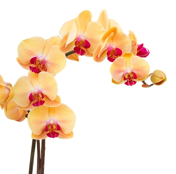 Orange orchid filial — Stockfoto